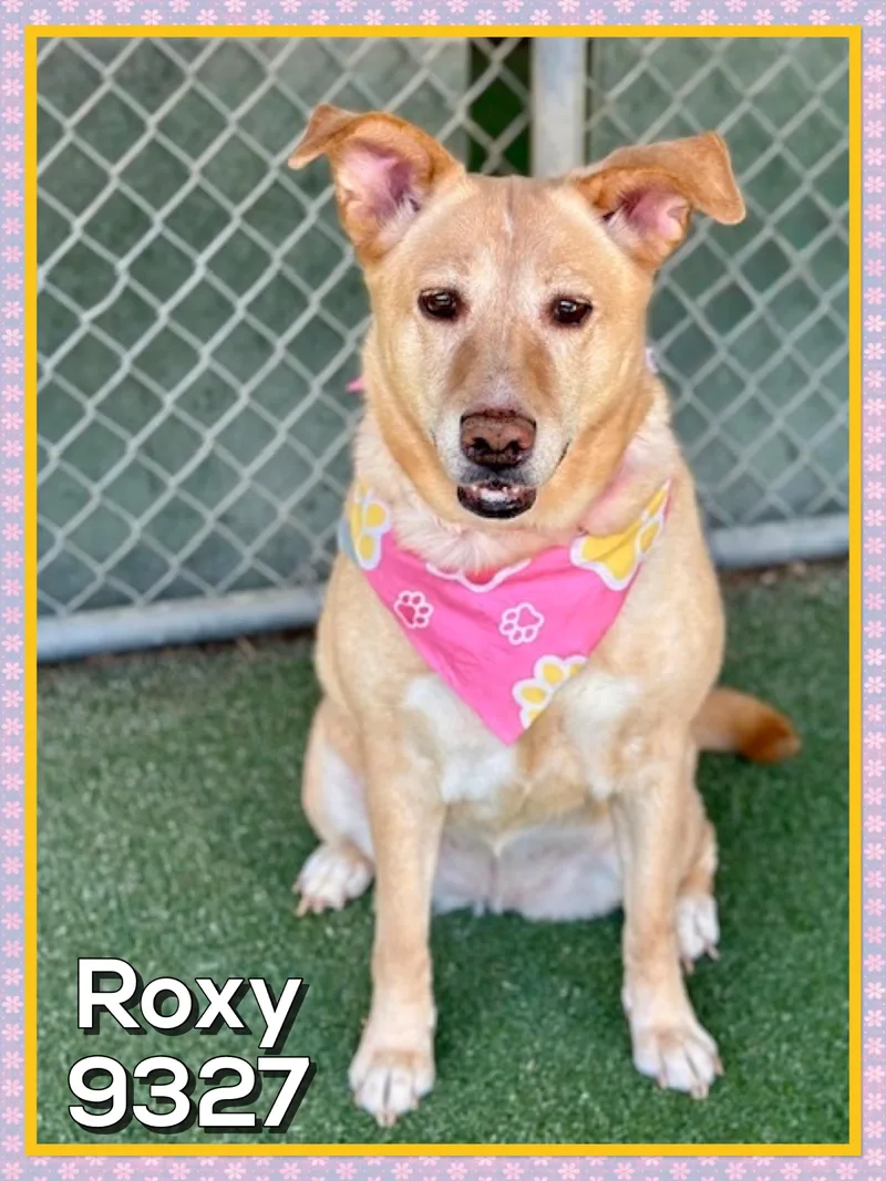 Roxy thumbnail 6