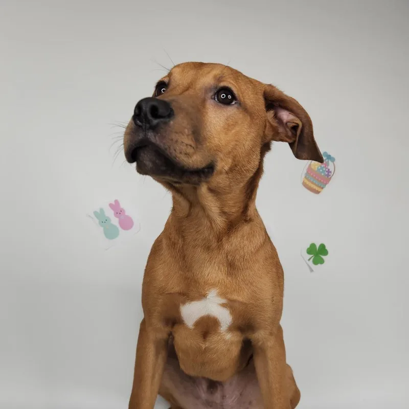 A baby medium-sized male Brown / Chocolate Labrador Retriever dog named Jelly Bean for adoption in Fort Wayne, IN
