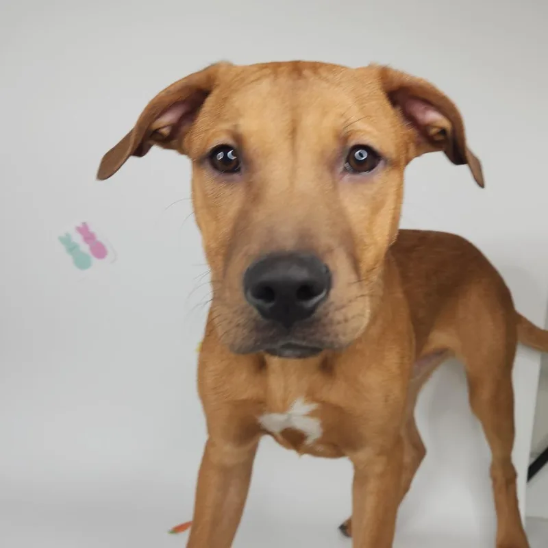 Jelly Bean thumbnail 2