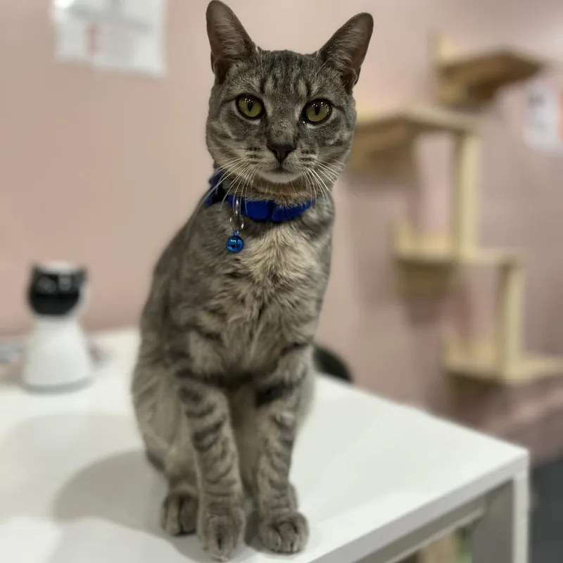 An adult small-sized male Gray / Blue / Silver Domestic Short Hair cat named Lancelot for adoption in Philadelphia, PA