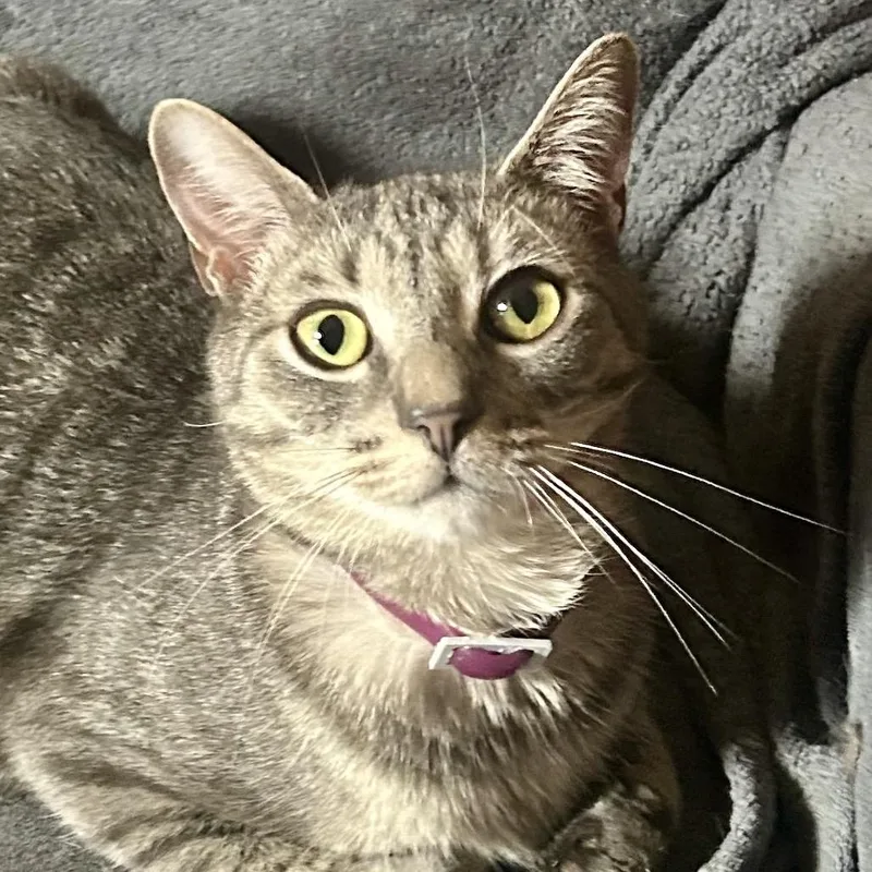 Lancelot thumbnail 2