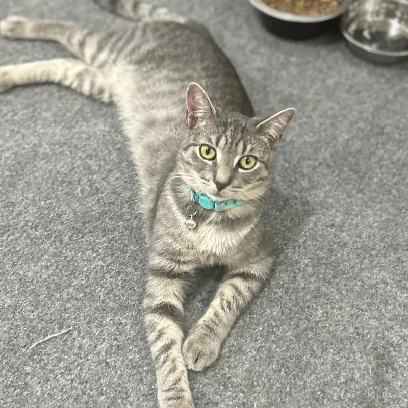 Lancelot thumbnail 4