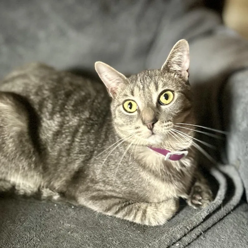 Lancelot thumbnail 5