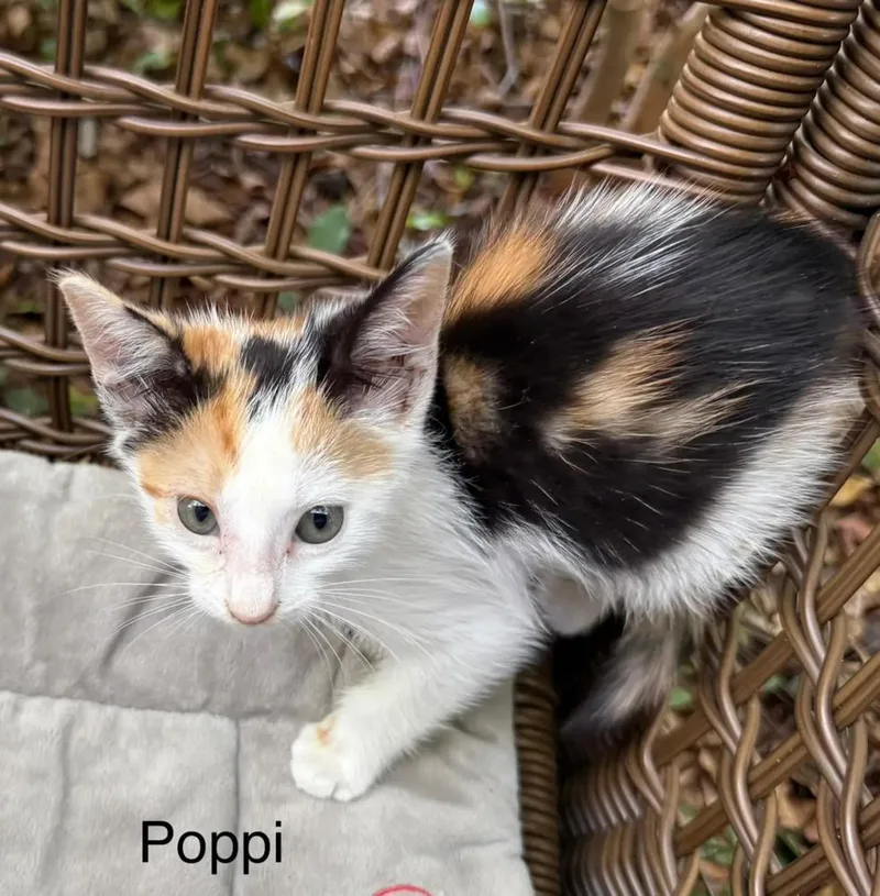 A baby small-sized female Orange & White Domestic Short Hair cat named Poppi for adoption in Safety Harbor, FL