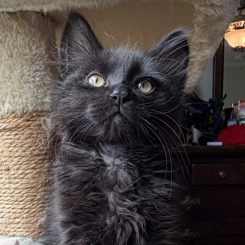 A baby small-sized male Domestic Short Hair cat named Onyx for adoption in Fayetteville, AR