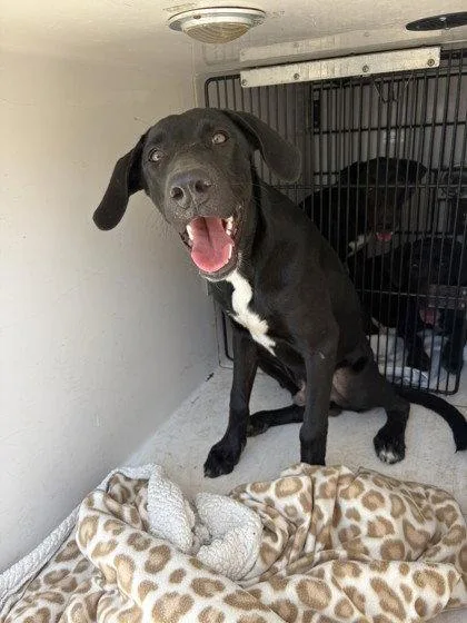 A baby large-sized male Labrador Retriever dog named Bob for adoption in Richardson, TX