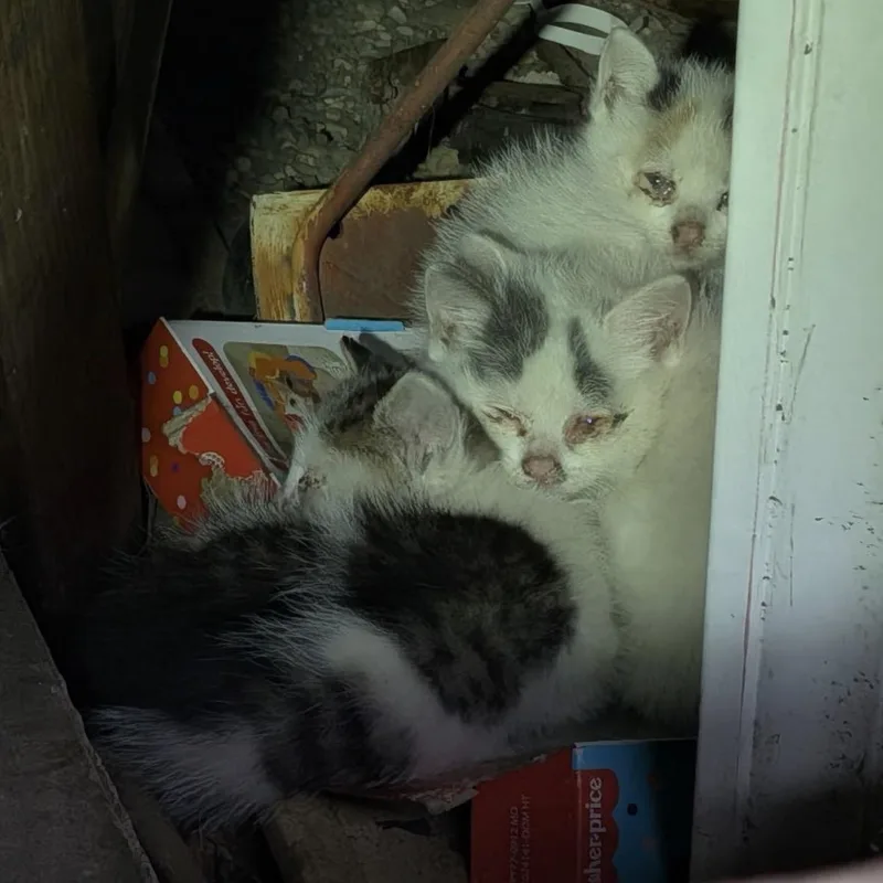 A baby small-sized female White Turkish Van cat named Sheila for adoption in Columbus, OH