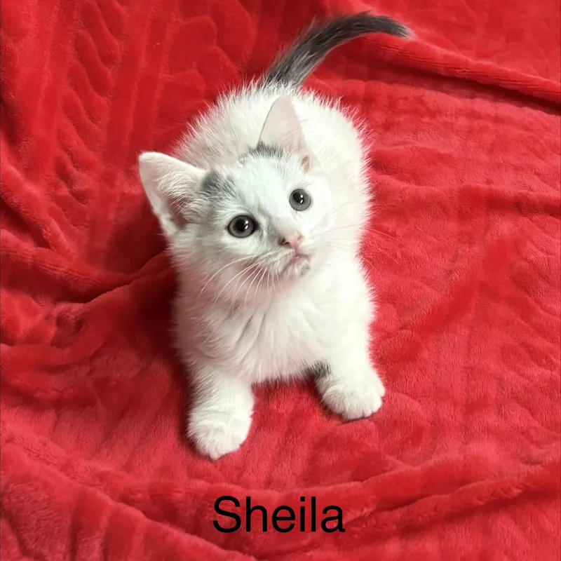 Sheila thumbnail 4