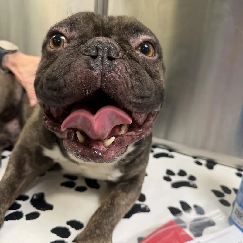 An adult medium-sized male Gray / Blue / Silver Mixed Breed dog named Meatball for adoption in Philadelphia, PA