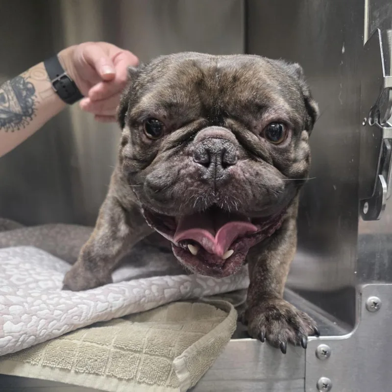 Meatball thumbnail 2