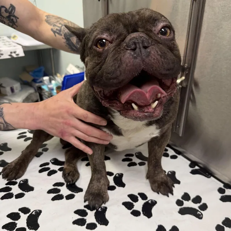 Meatball thumbnail 3