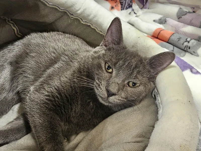 A baby medium-sized male Gray / Blue / Silver Domestic Short Hair cat named Fun Dip for adoption in Richmond, VA