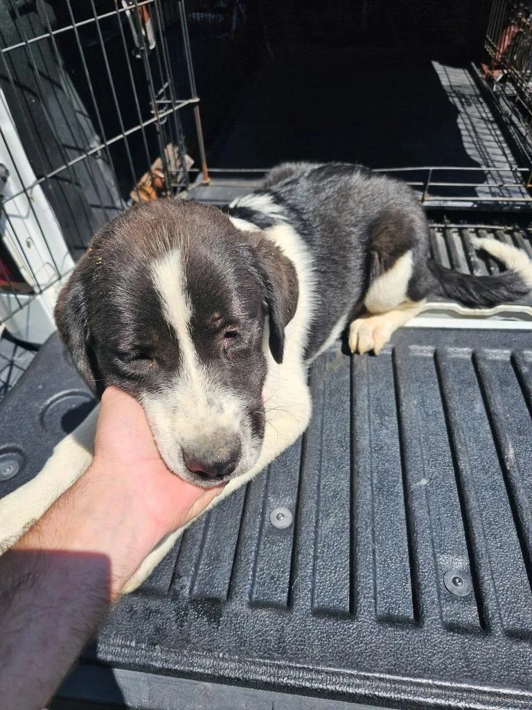 A baby medium-sized female Labrador Retriever dog named Heidi for adoption in Lafayette, TN