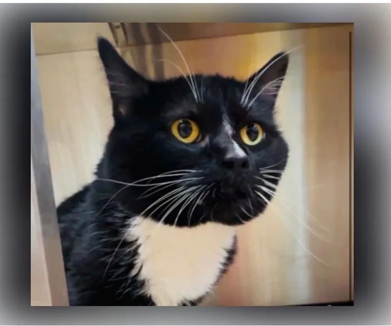A senior medium-sized male Black & White / Tuxedo Domestic Short Hair cat named Socrates for adoption in Columbia, MO