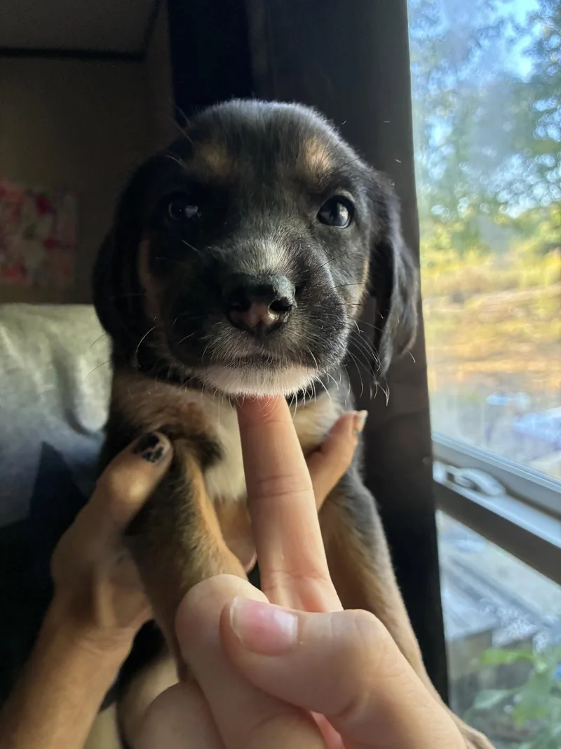 A baby large-sized female Coonhound dog named Meeny Brinleys Litter for adoption in Holly Springs, NC