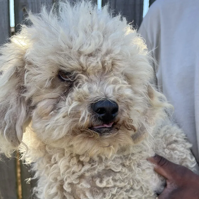 Grayson  Local April thumbnail 2