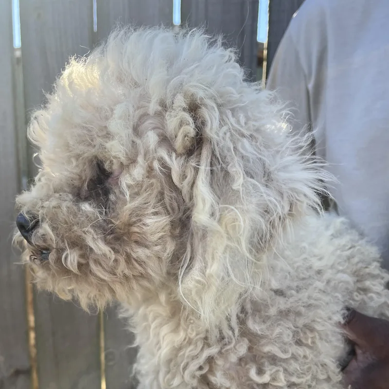 Grayson  Local April thumbnail 3