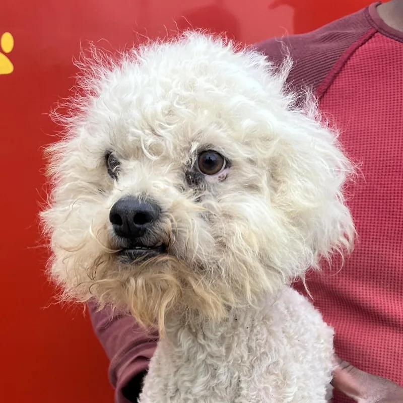 Grayson  Local April