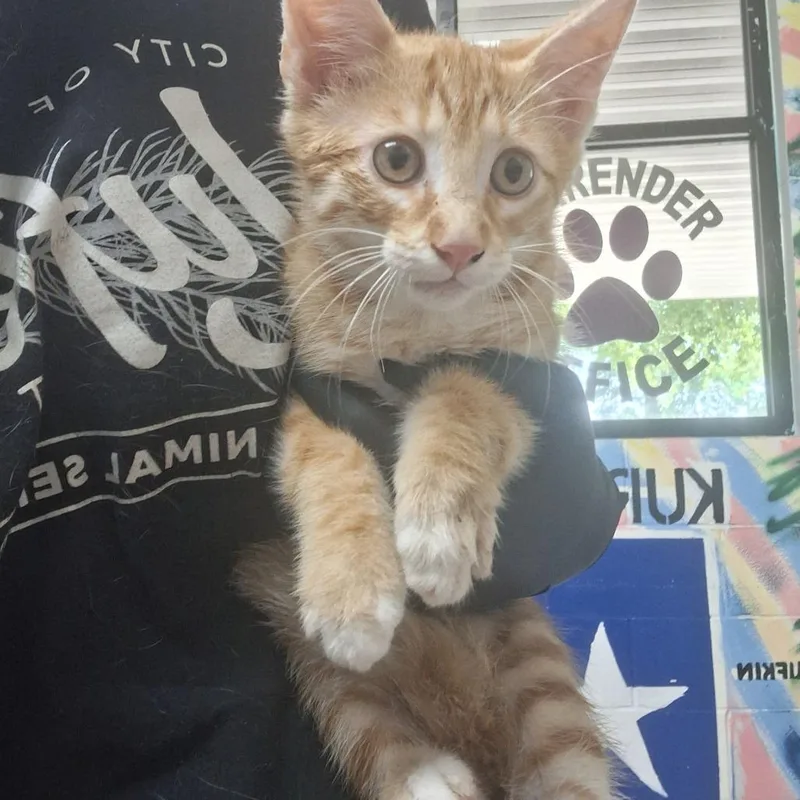 A baby small-sized male Orange / Red Domestic Short Hair cat named Charles for adoption in Lufkin, TX