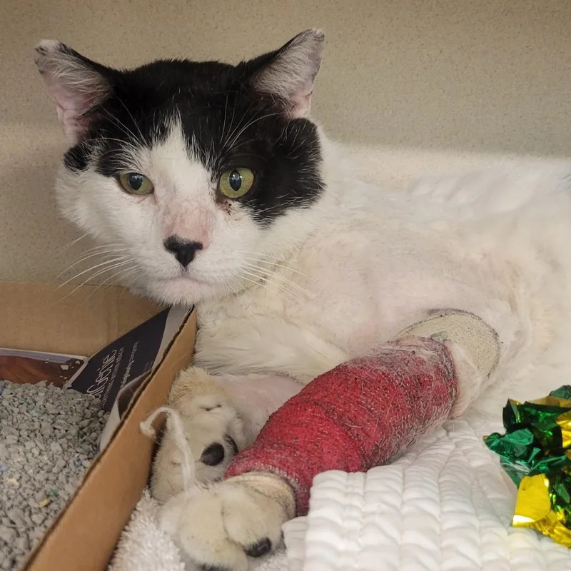 A senior large-sized male White Domestic Medium Hair cat named Iverson for adoption in Wheeling, IL