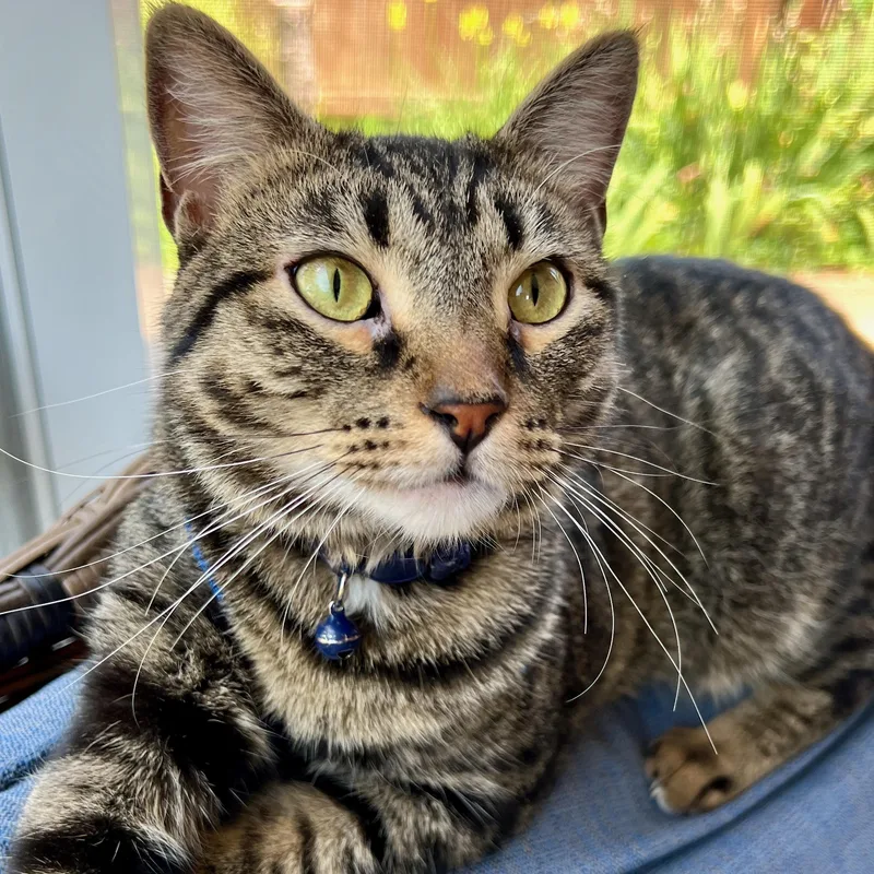 An adult medium-sized male Tabby (Brown / Chocolate) Domestic Short Hair cat named Mr. T for adoption in Springfield, MO
