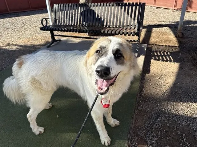 A young large-sized male Great Pyrenees dog named Esquie for adoption in Phoenix, AZ
