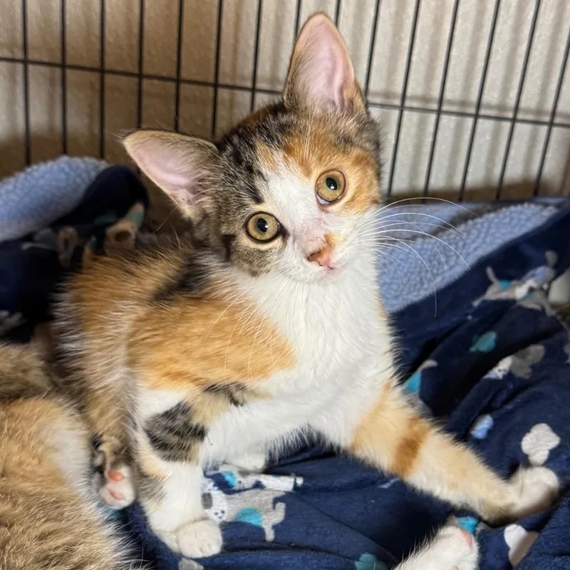 A baby small-sized female Domestic Short Hair cat named Livie for adoption in Saginaw, MI