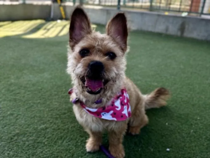 An adult small-sized male Terrier dog named Twinky for adoption in Los Angeles, CA