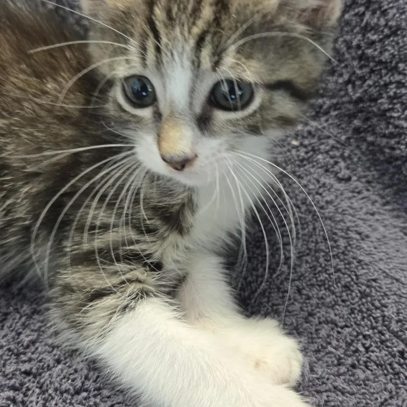 A baby small-sized female Tortoiseshell Domestic Short Hair cat named Dumpling for adoption in Volcano, HI