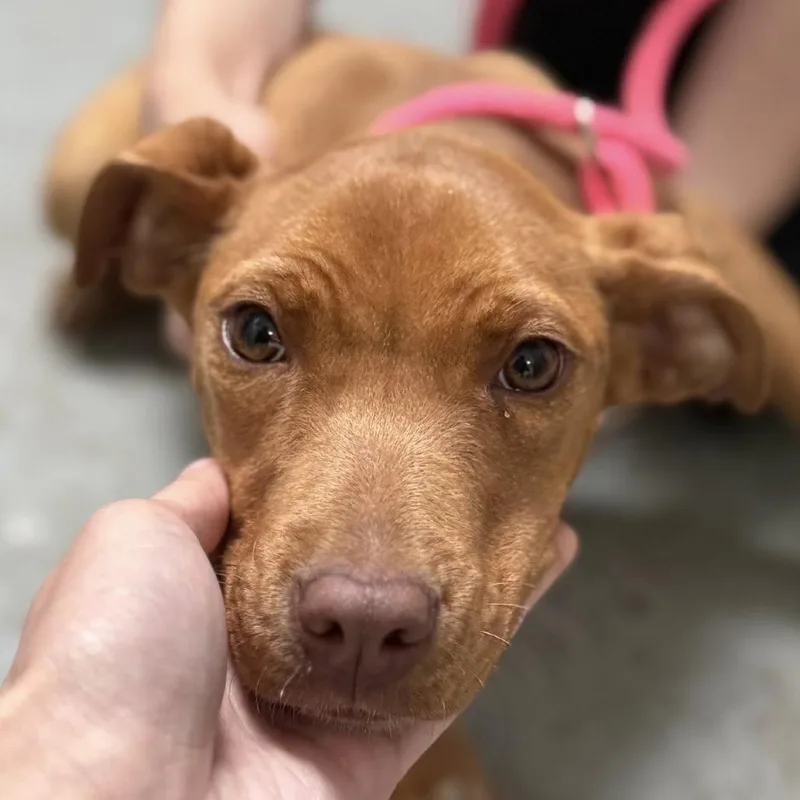 A baby small-sized female Red / Chestnut / Orange Terrier dog named Lil Girl for adoption in Falls Church, VA