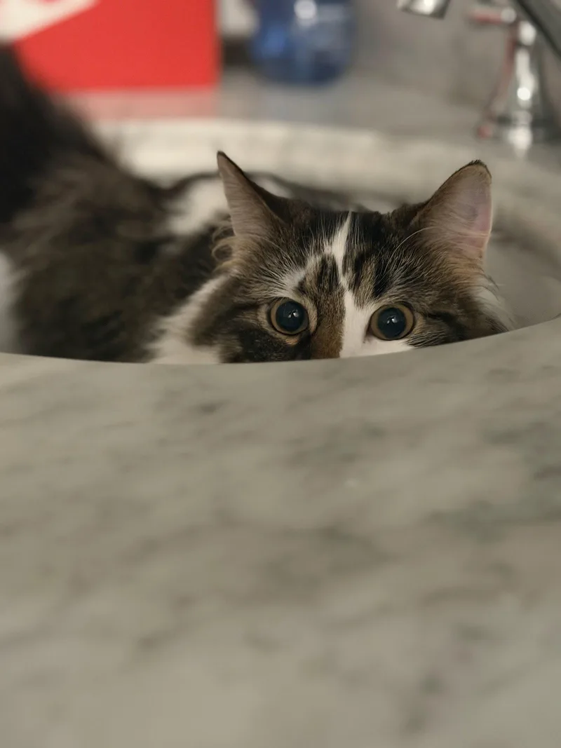 A baby medium-sized male Domestic Medium Hair cat named Sullivan for adoption in Spring Lake, NJ