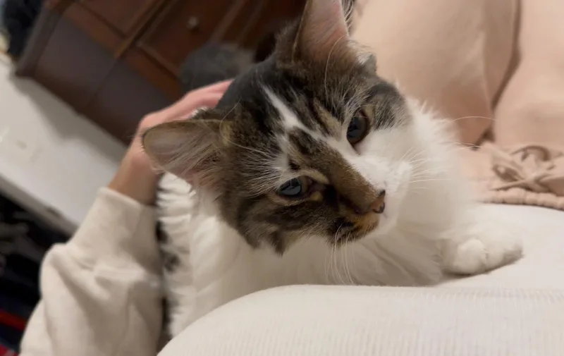 Sullivan thumbnail 2