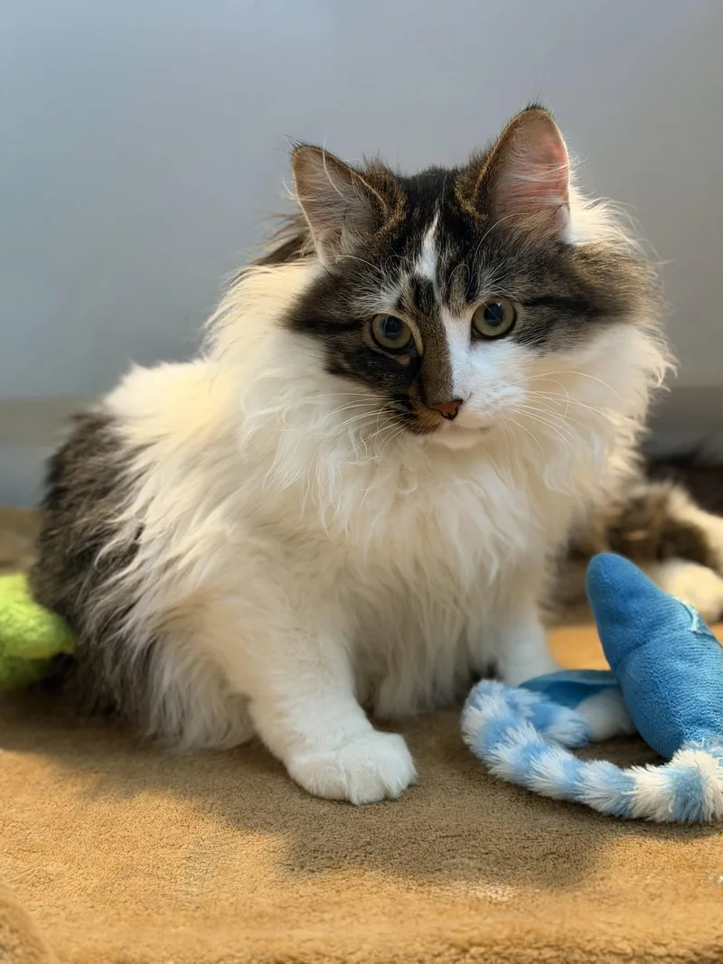 Sullivan thumbnail 3