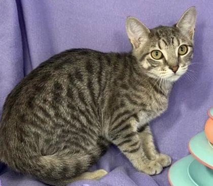 An adult small-sized female Domestic Short Hair cat named Chilera for adoption in Venice, FL