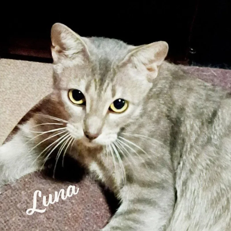 A young medium-sized female Tabby cat named Luna begsforkisses for adoption in Houston, TX