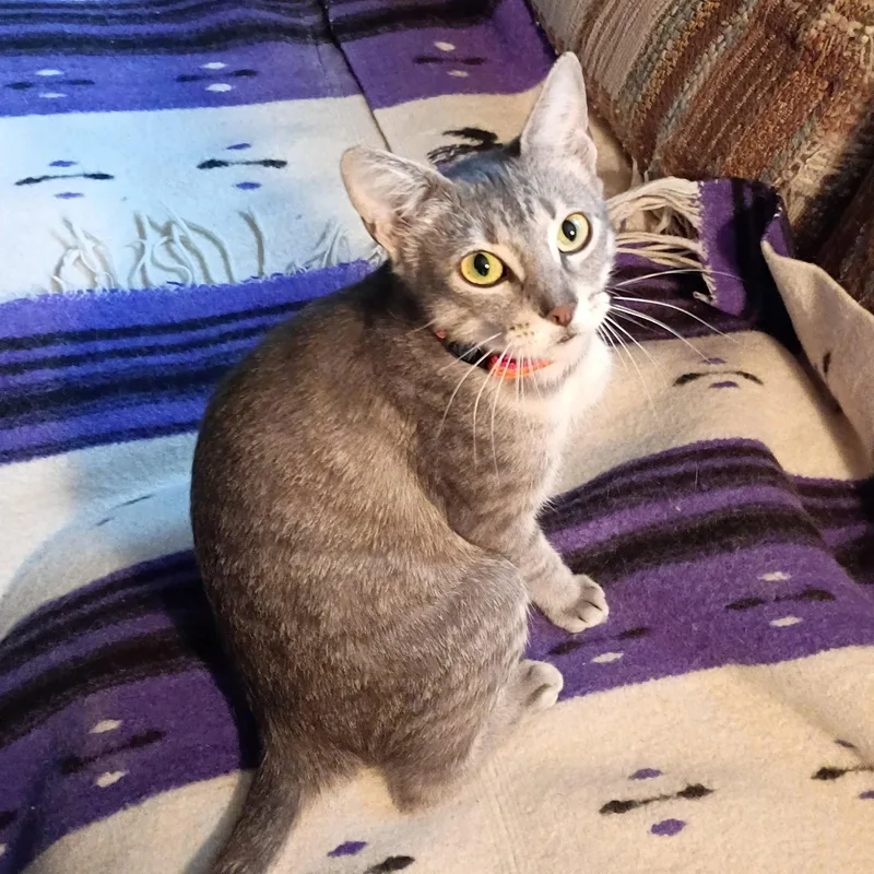 Luna begsforkisses thumbnail 3