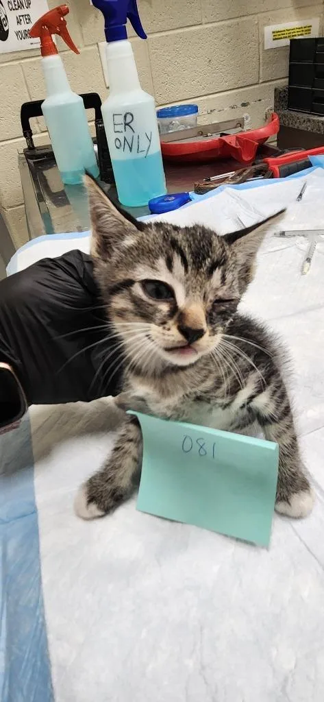A baby small-sized male Domestic Short Hair cat named Gekko for adoption in Winder, GA