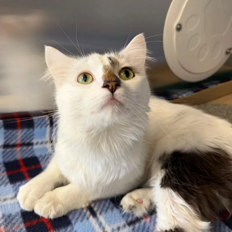 Meowzarella