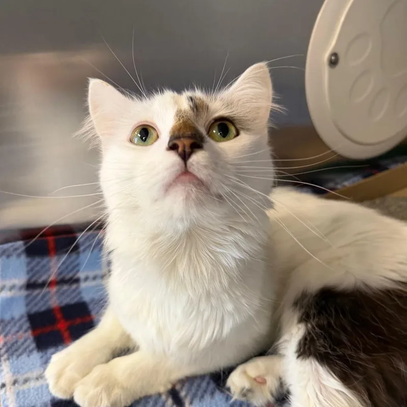 Meowzarella thumbnail 3