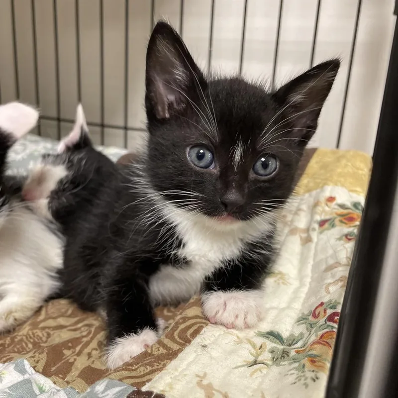 A baby small-sized male Black Domestic Short Hair cat named Sirius for adoption in Brownsboro, AL
