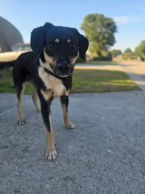 A young medium-sized male Brown / Chocolate Shepherd dog named Cole for adoption in Manhasset, NY