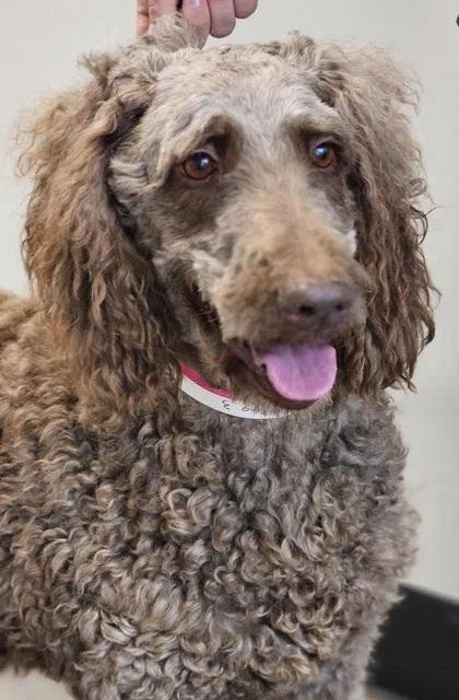 An adult small-sized female Standard Poodle dog named Lady Fka Dog for adoption in West Chester, PA
