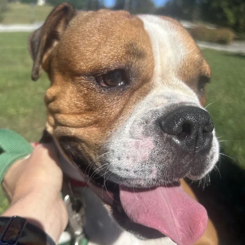 An adult medium-sized male Yellow / Tan / Blond / Fawn English Bulldog dog named Calvin for adoption in La Grange, KY