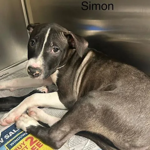 A baby medium-sized male Black Mixed Breed dog named Simon for adoption in Knoxville, TN