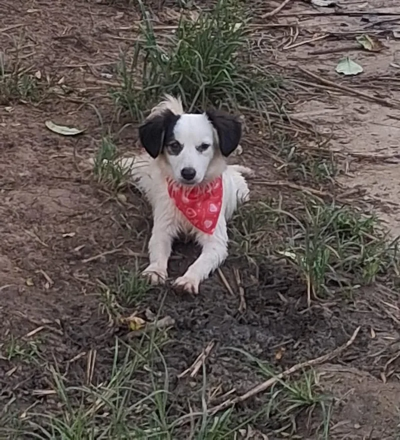 An adult small-sized female Papillon dog named Camila for adoption in Albion, NY