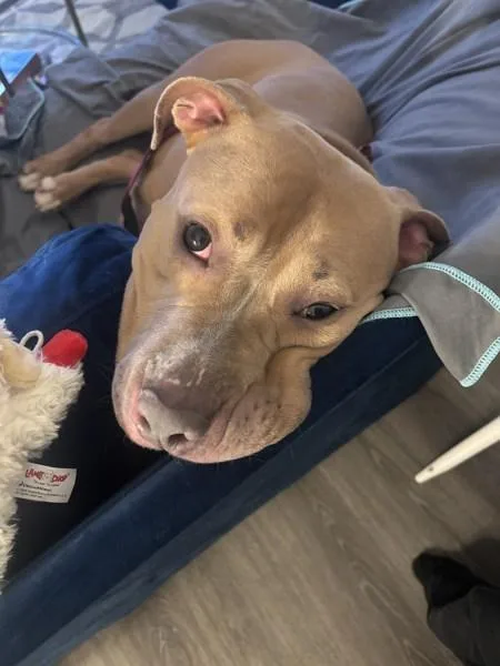 Apricot Princess thumbnail 2