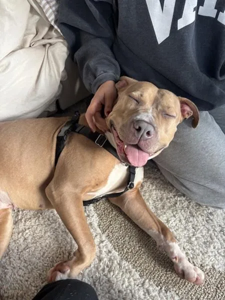 Apricot Princess thumbnail 3