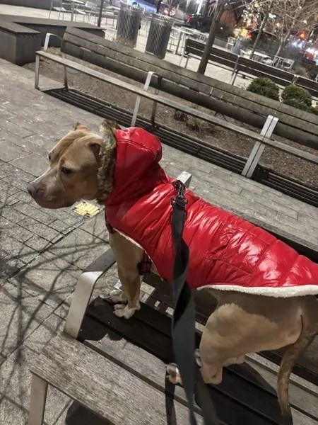 Apricot Princess thumbnail 4