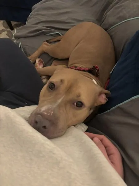 Apricot Princess thumbnail 5