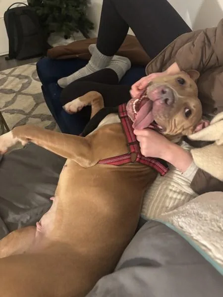 Apricot Princess thumbnail 6